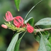 Botanischer Garten Tübingen 09.07.2017
