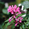 Botanischer Garten Tübingen 09.07.2017