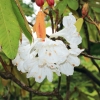 Botanischer Garten Tübingen 09.07.2017