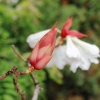 Botanischer Garten Tübingen 09.07.2017