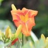 Botanischer Garten Tübingen 09.07.2017