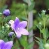 Botanischer Garten Tübingen 09.07.2017