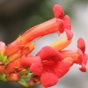 Botanischer Garten Tübingen 09.07.2017