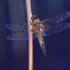 Botanischer Garten Tübingen 11.06.2017