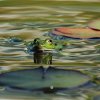 Botanischer Garten Tübingen 11.06.2017