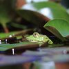 Botanischer Garten Tübingen 11.06.2017