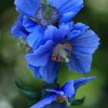 Botanischer Garten Tübingen 11.06.2017