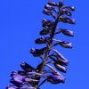 Botanischer Garten Tübingen 11.06.2017