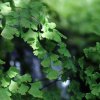Botanischer Garten Tübingen 11.06.2017