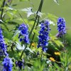 Botanischer Garten Tübingen 11.06.2017