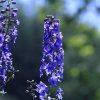 Botanischer Garten Tübingen 11.06.2017