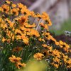 Botanischer Garten Tübingen 11.06.2017