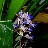Botanischer Garten Tübingen 11.06.2017