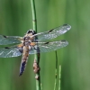 Botanischer Garten Tübingen 11.06.2017