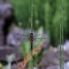 Botanischer Garten Tübingen 11.06.2017