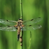 Botanischer Garten Tübingen 11.06.2017
