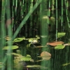 Botanischer Garten Tübingen 11.06.2017