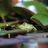 Botanischer Garten Tübingen 11.06.2017