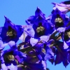 Botanischer Garten Tübingen 11.06.2017