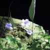 Botanischer Garten Tübingen 11.06.2017