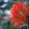 Botanischer Garten Tübingen 11.06.2017