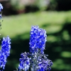 Botanischer Garten Tübingen 11.06.2017