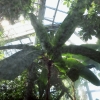 Botanischer Garten Tübingen 11.06.2017