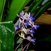 Botanischer Garten Tübingen 11.06.2017