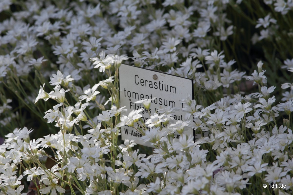 Botanischer Garten Tübingen 17.05.2015