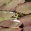 Botanischer Garten Tübingen 17.05.2015