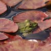 Botanischer Garten Tübingen 17.05.2015