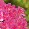 Botanischer Garten Tübingen 17.05.2015