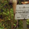 Botanischer Garten Tübingen 17.05.2015