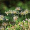 Botanischer Garten Tübingen 17.05.2015