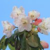 Botanischer Garten Tübingen 17.05.2015