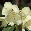 Botanischer Garten Tübingen 17.05.2015
