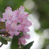 Botanischer Garten Tübingen 17.05.2015