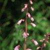 Botanischer Garten Tübingen 17.05.2015