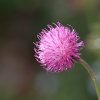 Botanischer Garten Tübingen 17.05.2015