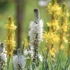 Botanischer Garten Tübingen 17.05.2015