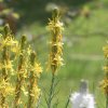 Botanischer Garten Tübingen 17.05.2015