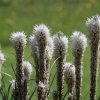 Botanischer Garten Tübingen 17.05.2015