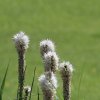 Botanischer Garten Tübingen 17.05.2015