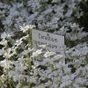 Botanischer Garten Tübingen 17.05.2015