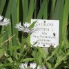 Botanischer Garten Tübingen 17.05.2015