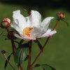 Botanischer Garten Tübingen 17.05.2015