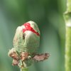 Botanischer Garten Tübingen 17.05.2015