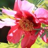 Botanischer Garten Tübingen 17.05.2015