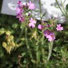 Botanischer Garten Tübingen 17.05.2015