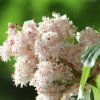 Botanischer Garten Tübingen 17.05.2015
